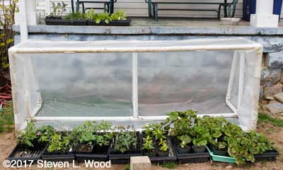 Cold frame on April 10, 2017