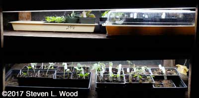 Plant rack on April 10, 2017