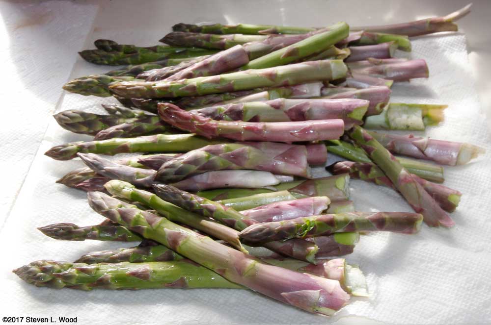 Freshly picked asparagus