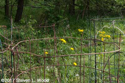 Mangled base of old tomato cage