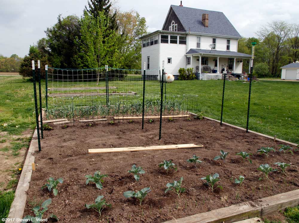 Pepper plants in, T-post in for pea trellises