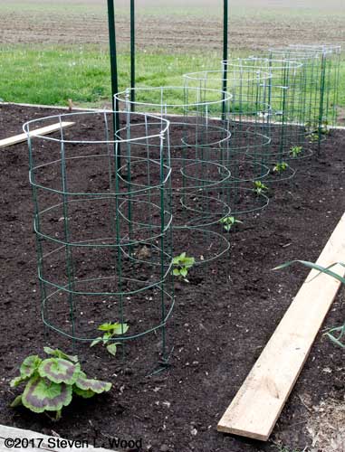 Peppers and pepper cages