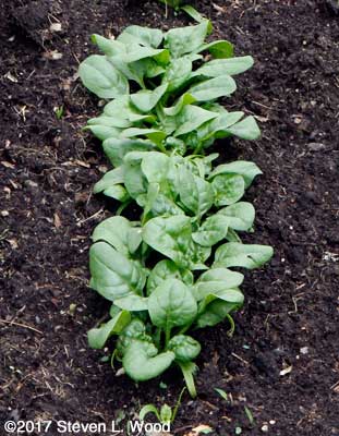 Abundant Bloomsdale spinach