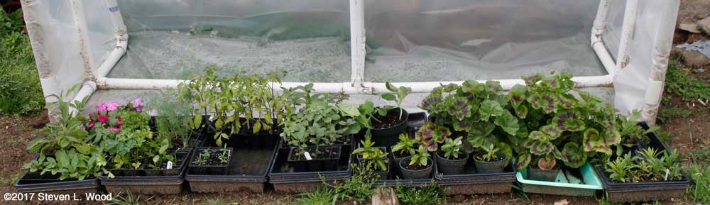 Cold frame, April 22, 2017