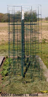 Tomato row from end