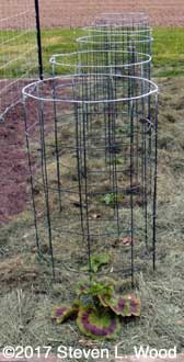 Peppers mulched