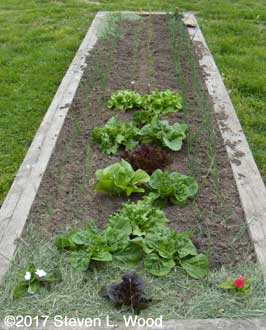 Onions and carrots too small to mulch