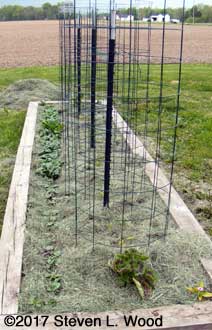 Spinach mulched