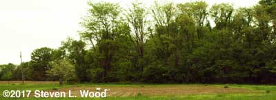 East Garden - May 1, 2017