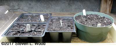 Sixpack inserts and bulb pan seeded to cucumbers and pumpkins
