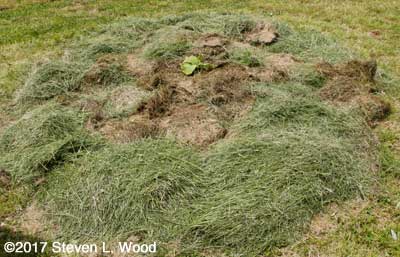 Butternuts transplanted and mulched