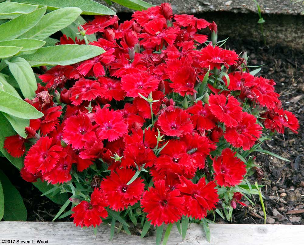 Dianthus