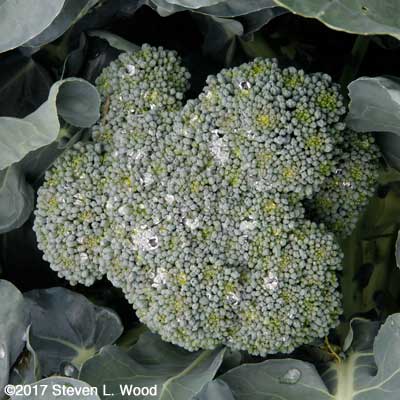 First head of broccoli of the season