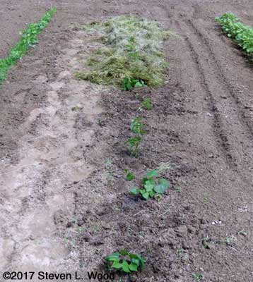 Sweet potatoes partially mulched