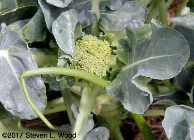 First broccoli sideshoot