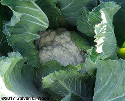 Cauliflower almost ready to cut