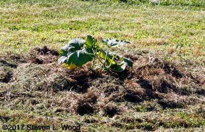 Pumpkins transplanted