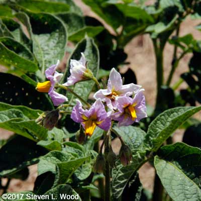 Potato blossom