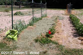 Peas mulched