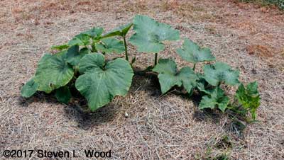 Pumpkin plants looking better
