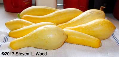 Yellow squash