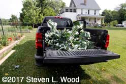 Truck loaded with brassica plants to compost