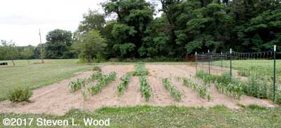 Corn and melon rows tilled