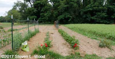 Peas, sweet potatoes, potatoes, stringed kidney bean row and tomatoes (in the rear)