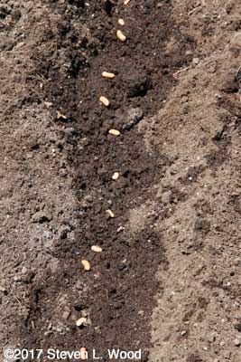 Green bean seed in watered furrow