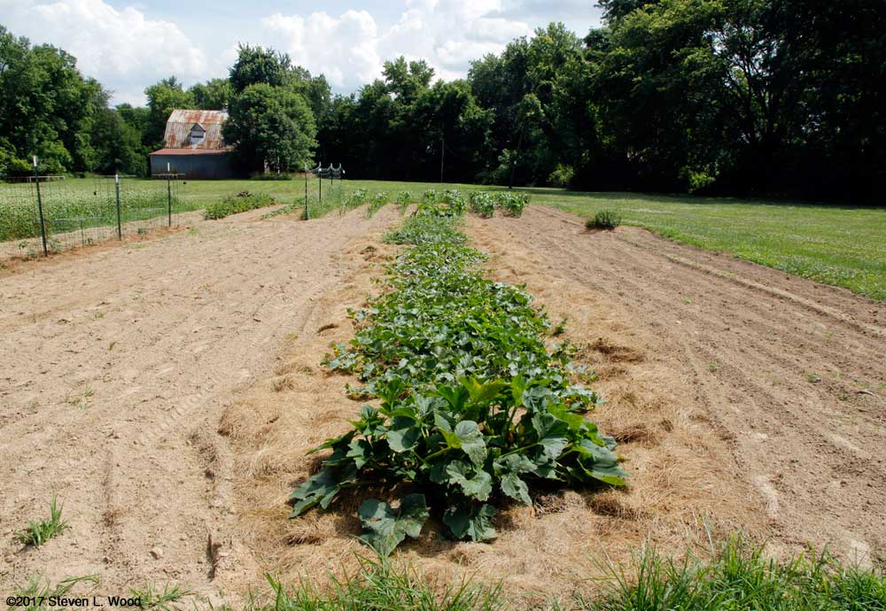 Yelllow squash and melon row - June 21, 2017