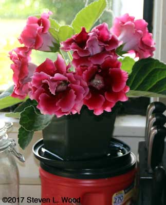 Gloxinia on kitchen counter