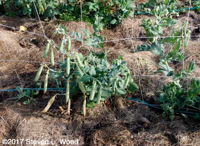 Ripening Eclipse Peas