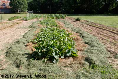 Yellow squash, melon row