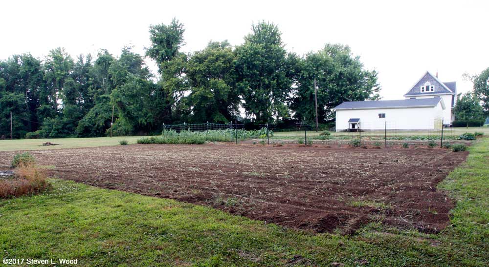 Buckwheat tilled undeer in East Garden