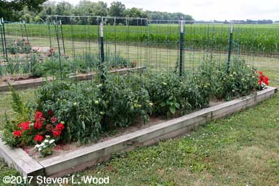 Lots of tomatoes ripening