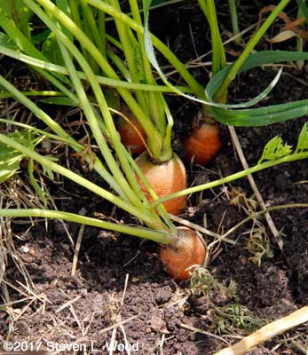 Carrots ready to dig