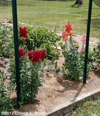 Snapdragons in bloom