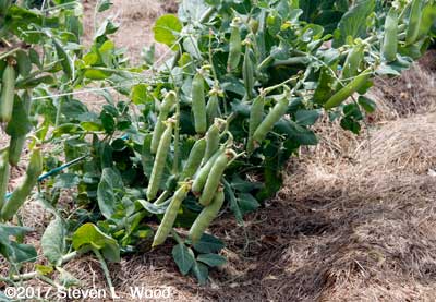 Lots of fat pea pods