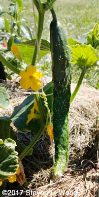 First Japanese Long Pickling cucumber