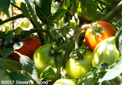 Tomatoes ripening