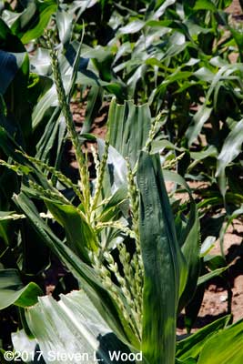 Sweet Corn tasselling