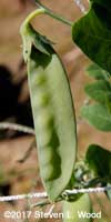 Sugar snaps look like snow peas