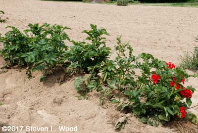 Hilled potatoes