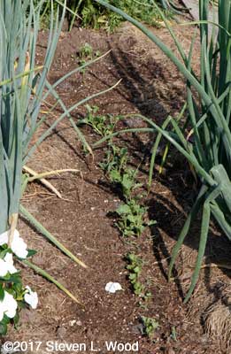 Kale up