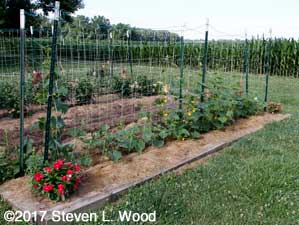 Japanese Long Pickling cucumber vines