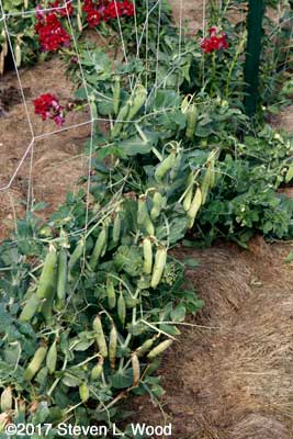 Peas for seed crop