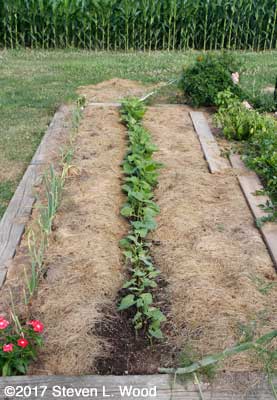 Green beans up