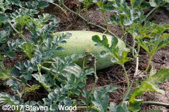Ali Baba melon with Crimson Sweet in foreground