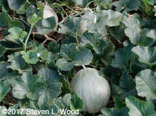 Athena melons
