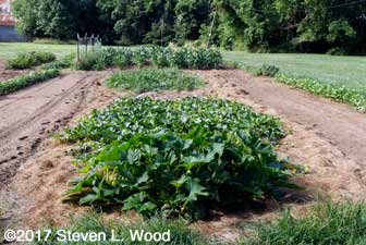 Melon row